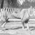 Footage of the last known thylacine (Tasmanian tiger) prowling around his cage at Beaumaris Zoo in Hobart, Tasmania, in 1935